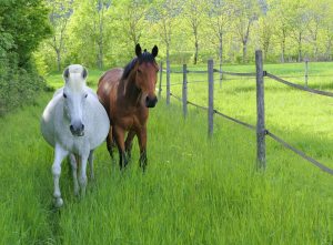 Lees meer over het artikel Hoe lang is een paard drachtig ?