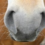 Lees meer over het artikel Kan een paard goed ruiken?