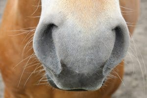 Lees meer over het artikel Kan een paard goed ruiken?