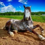 Lees meer over het artikel Waarom rollen paarden over de grond?