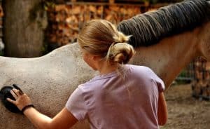 Lees meer over het artikel Hoe verzorg je de vacht van een paard?