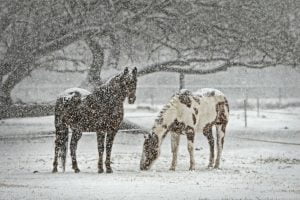 Lees meer over het artikel Houden paarden van sneeuw?