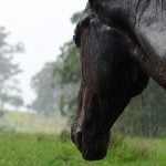 Lees meer over het artikel Houden paarden van regen?