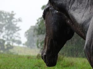 Lees meer over het artikel Houden paarden van regen?