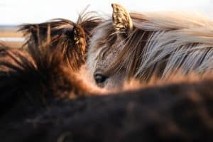 Lees meer over het artikel Wat heeft een paard nodig om te leven?