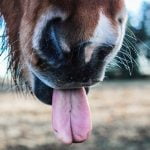 Hoe weet je of een paard blij is?
