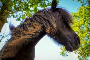 Lees meer over het artikel Hoe verzorg ik de manen van een paard?