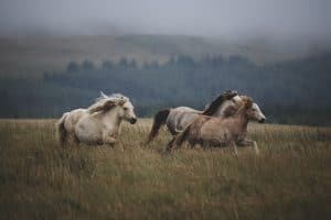 Lees meer over het artikel Welk paarden ras kan het hardst rennen?