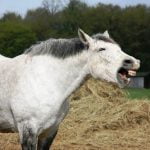 Lees meer over het artikel Kunnen paarden lachen?