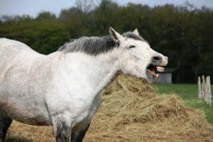 Lees meer over het artikel Kunnen paarden lachen?