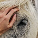 Lees meer over het artikel Hoe ver kan een paard kijken?