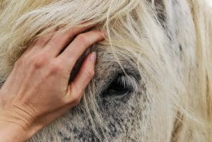 Lees meer over het artikel Hoe ver kan een paard kijken?
