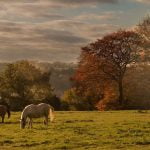 Lees meer over het artikel Kunnen bomen giftig zijn voor paarden?