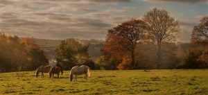 Lees meer over het artikel Kunnen bomen giftig zijn voor paarden?