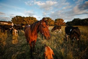 Lees meer over het artikel Kunnen koeien en paarden samen in de wei?