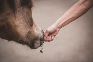 Lees meer over het artikel Is het verstandig om paard uit je hand te laten eten ?