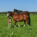 Lees meer over het artikel Hoe weet je of je paard een goede conditie heeft?