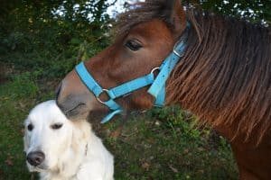 Lees meer over het artikel Kunnen honden en paarden samen?