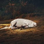 Lees meer over het artikel Hoe slapen paarden?