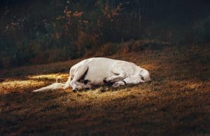 Lees meer over het artikel Hoe slapen paarden?