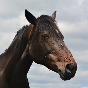 Lees meer over het artikel Effectieve Vliegenbescherming voor Paarden: 5 Tips om je paard te beschermen