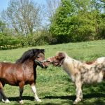 Lees meer over het artikel Wat is het nut van een Shetlander pony?