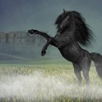 Lees meer over het artikel Wat te doen als je paard steigert?