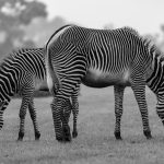 Lees meer over het artikel Is een zebra een paard?