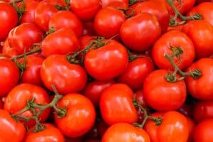 Lees meer over het artikel Mag een paard tomaat eten?